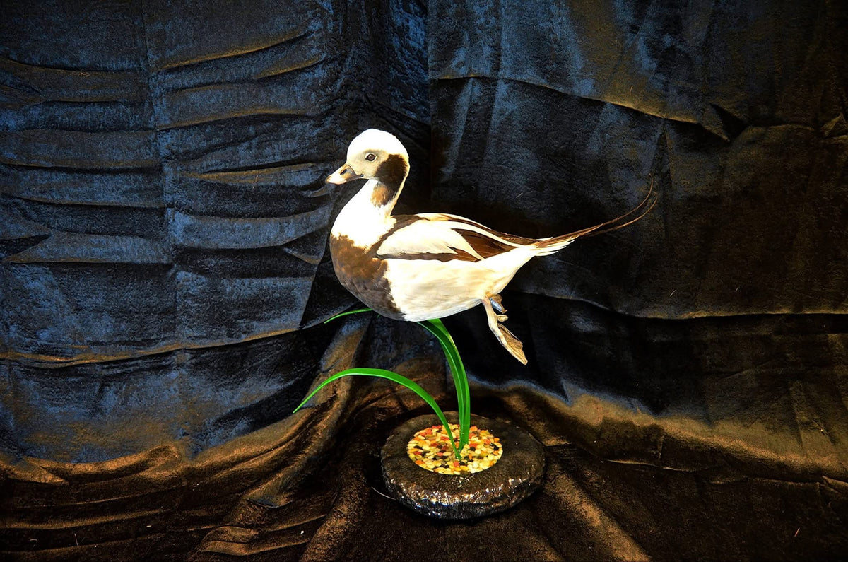 Swimming Duck Reed